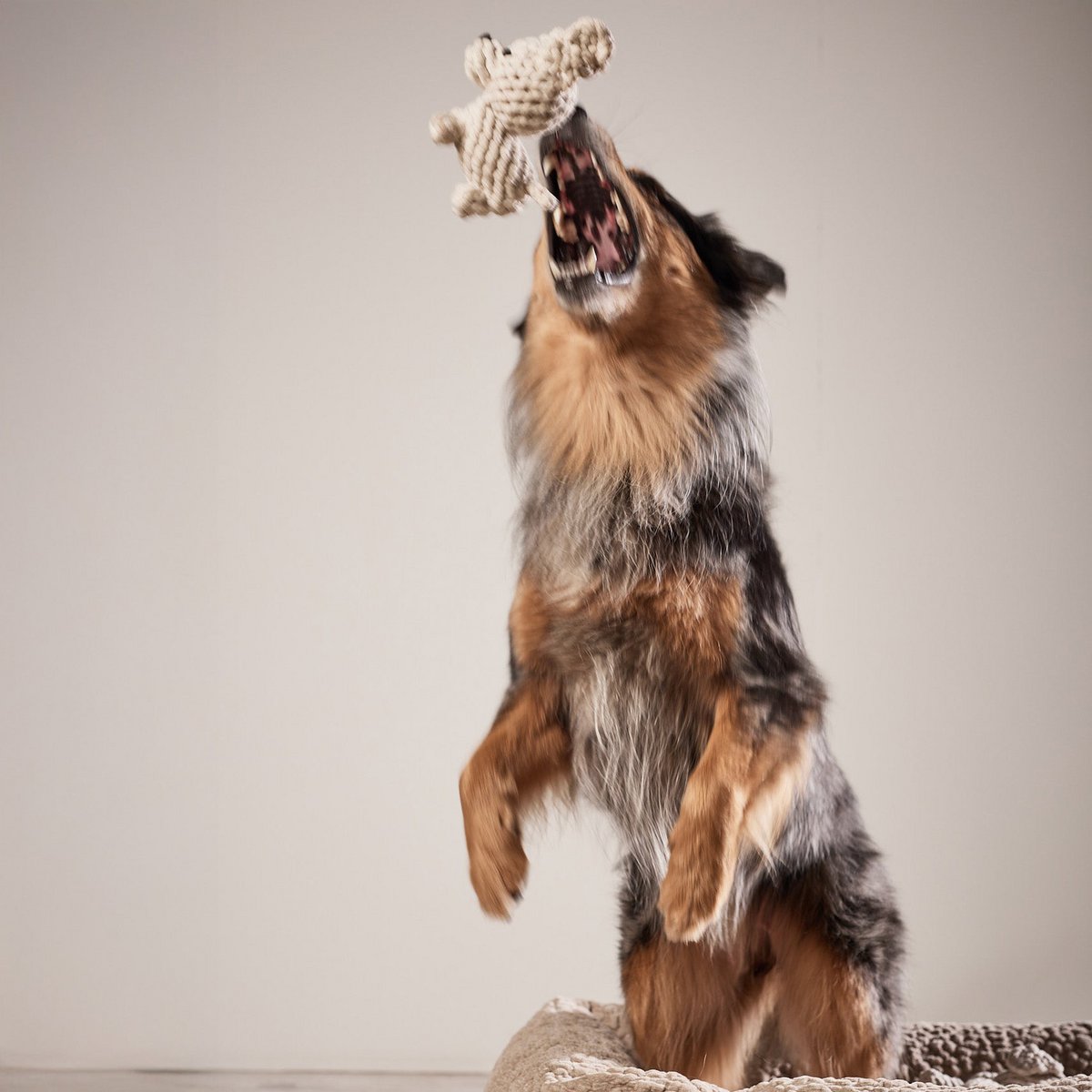 Tapsi - cult toy for dogs