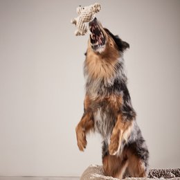Tapsi - cult toy for dogs