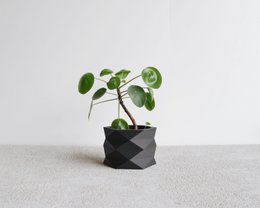 DIAMANT Kamerplanter