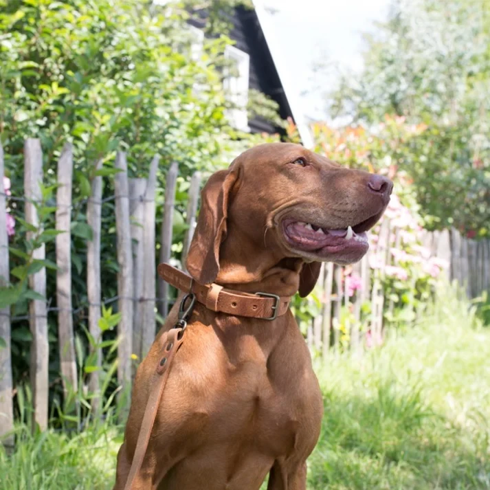 No Fuss Collar Dog Leather Camel