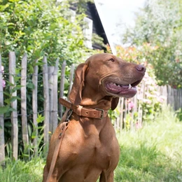 No Fuss Collar Dog Leather Camel