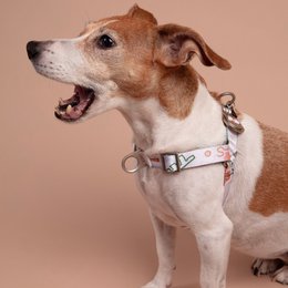 Matteo No-Pull Dog Harness