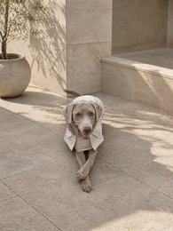 Luxury Waterproof Trenchcoat
