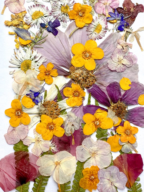 Geperste Bloemen Set 35-40 stuks Gedroogde Bloemen Voor Ambacht