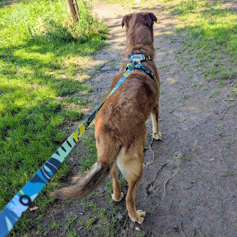 Reef dog leash