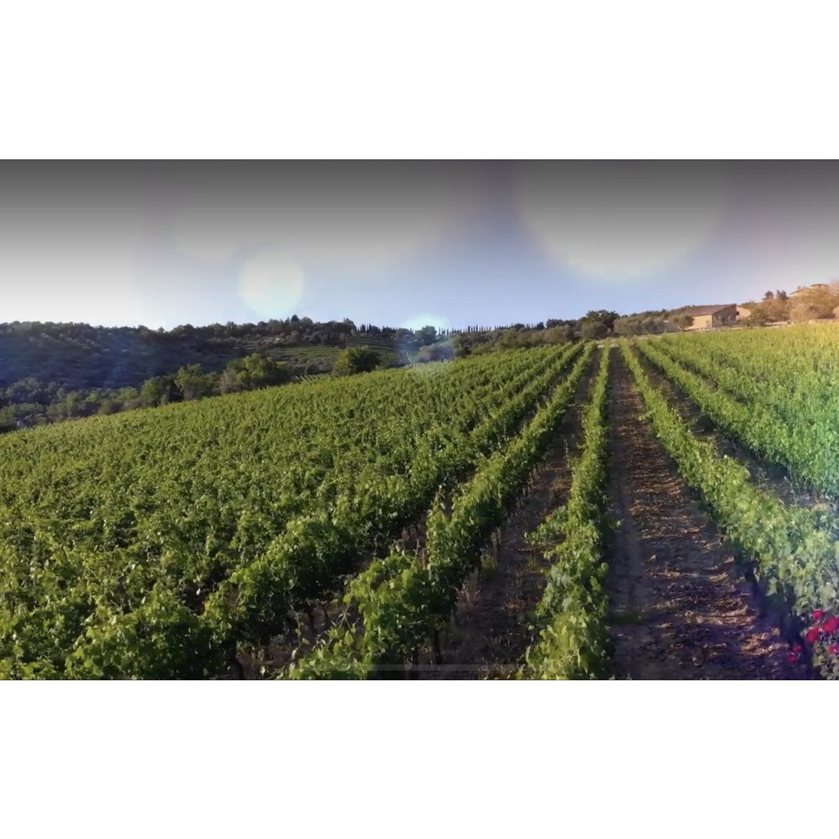 extra vierge olijfolie 3 liter Siciliaans-Italiaanse "Terra degli Angeli" Productie oktober 2024