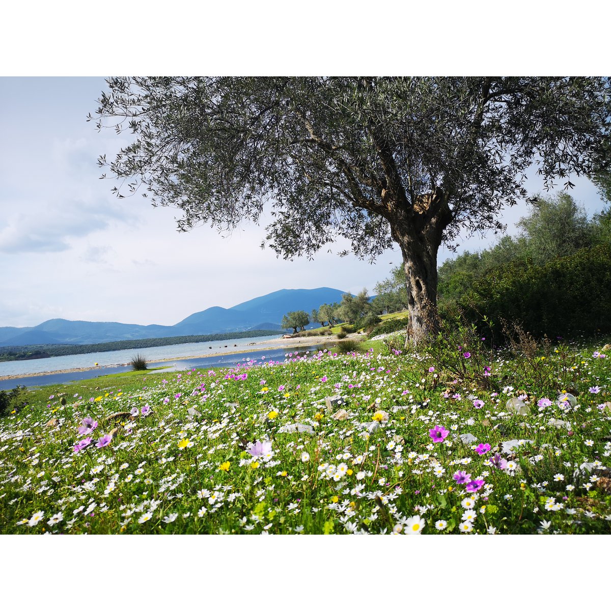 MΩLY "Harmony" – Té de hierbas con tallo de hierbas naturales