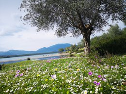 MΩLY „Harmony“ – Kräutertee mit natürlichem Kräuterstamm