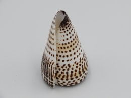 Product Import Holland