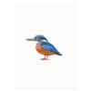 Postkarte | Eisvogel