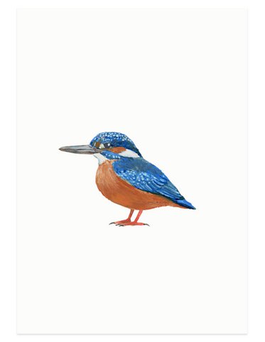 postcard | Kingfisher