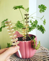 Plantstand set Leafs
