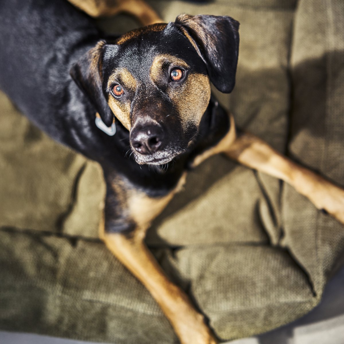 TUDOR ORTHO | Premium Orthopedic Dog Bed