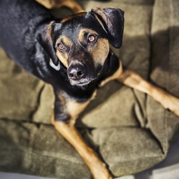 TUDOR ORTHO | Premium Orthopedic Dog Bed