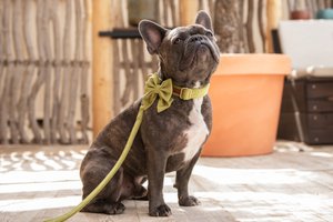 Velvy olivia bow tie sailor