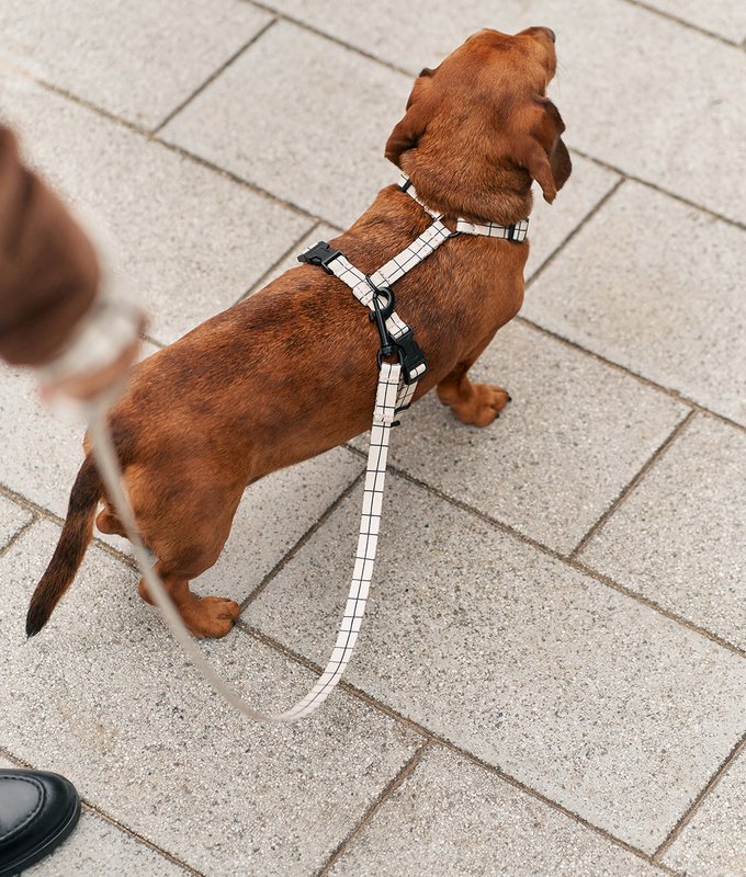 Genanvendt PET-sele Beige Line Design, Juno