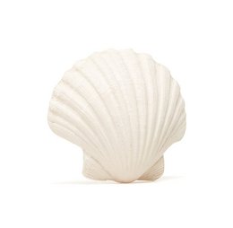 Soft, white seashell-shaped teething toy for babies. Made of safe, durable materials. Provides soothing relief for sore gums during teething.