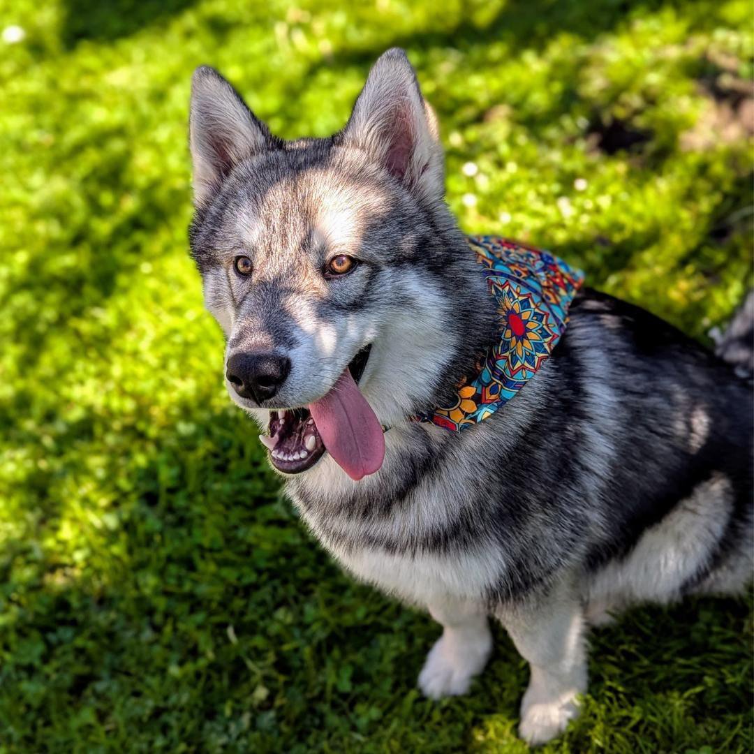 Bandana pour chien Mandala