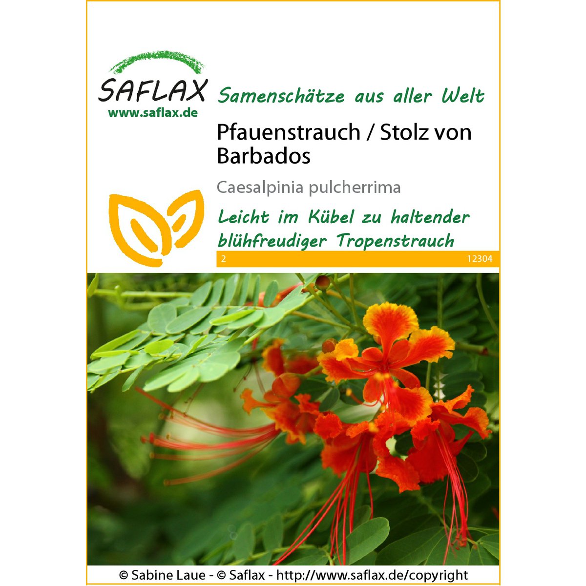 Pfauenstrauch / Stolz von Barbados