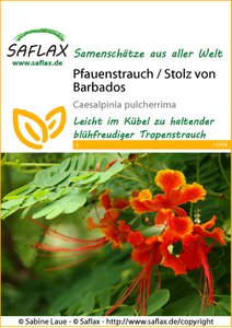 Pfauen struik / trots van Barbados