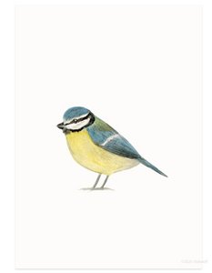 Postkarte | Pimpelmees-Aquarell