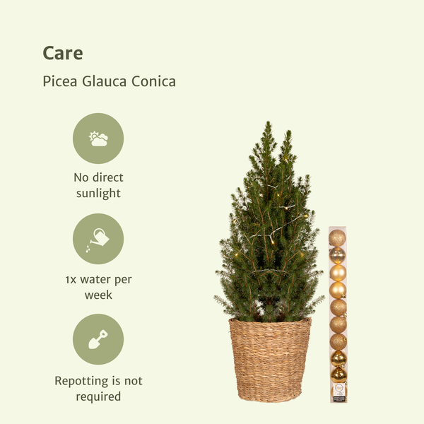 Picea Glauca Conica - Ø21cm - ↕80cm - Gold - Ø21 - ↨80cm
