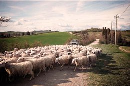 🇬🇧 Rijpe pecorino 75 dagen oud – ambachtelijke schapenkaas