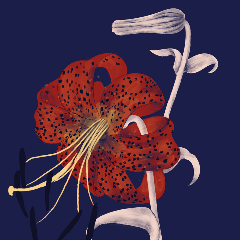 Lily