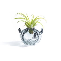 Vaso Cactus Small (con Pianta Tillandsia)