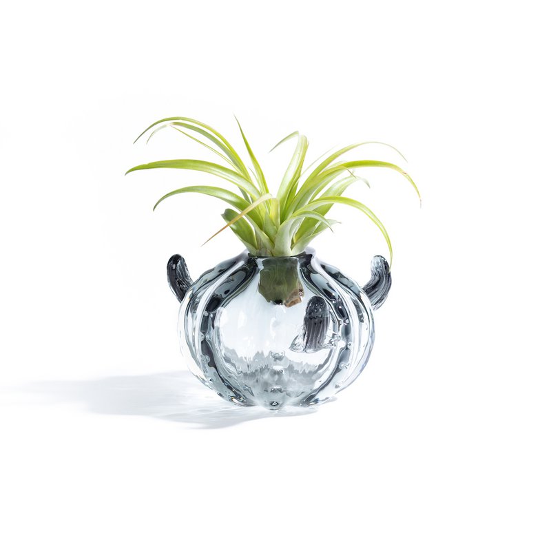 Mały wazon z kaktusem (z rośliną Tillandsia)