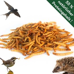 Dried mealworms in a 1L container, suitable for bird feeders. The mealworms are orange-brown in color and appear dried and crunchy.