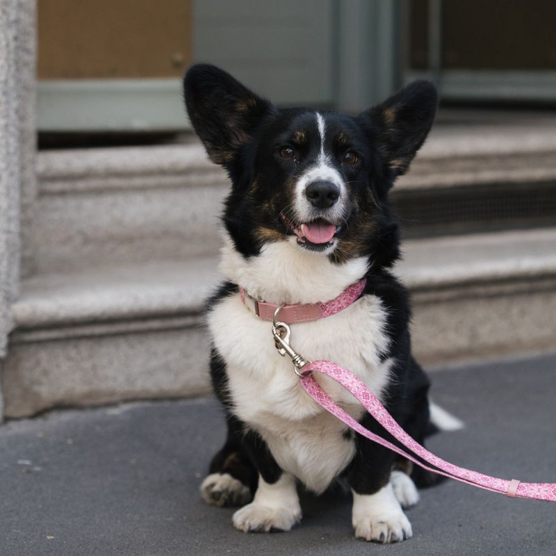 Dog Collar - Sicily