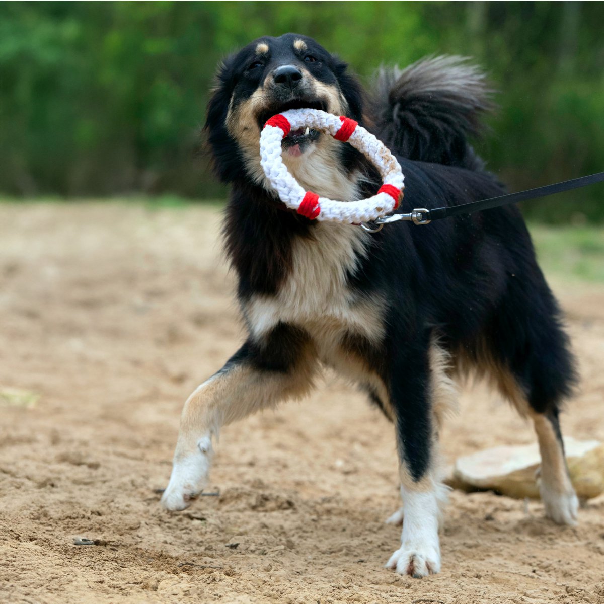 Salvagente Rita - giocattolo cult per cani