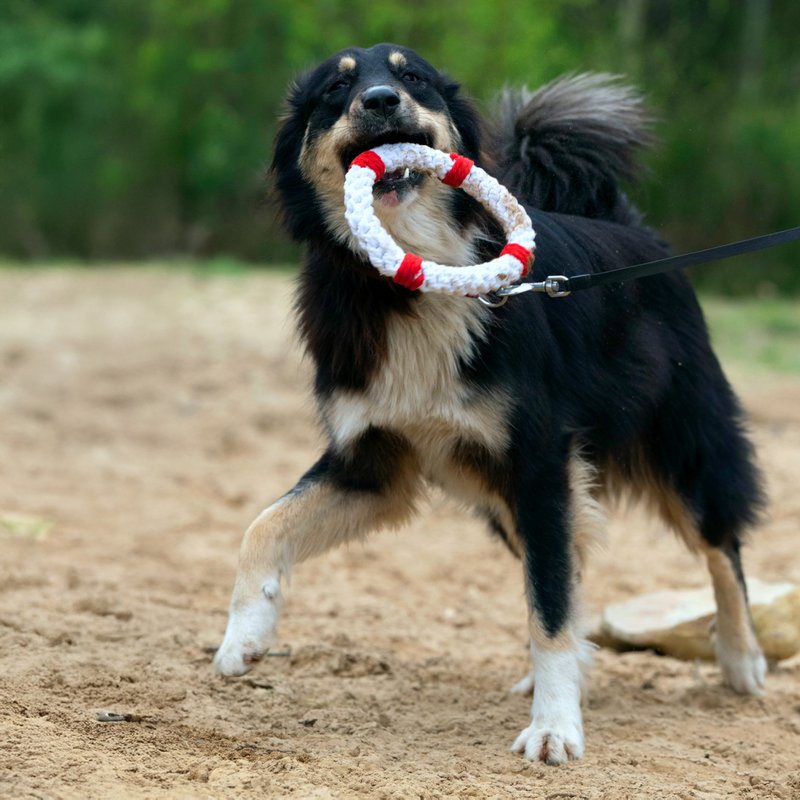 Rita redningskrans - kultlegetøj til hunde
