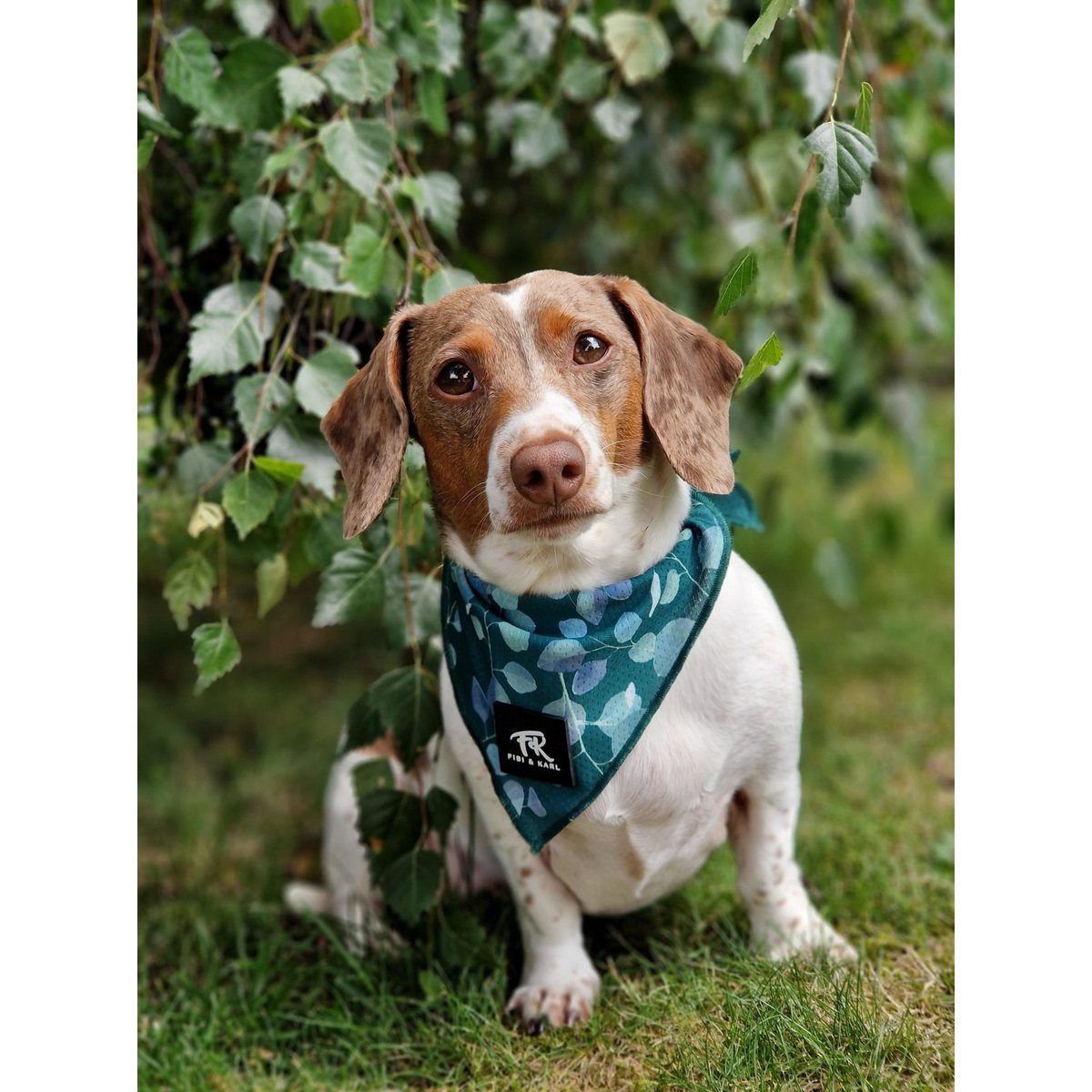 Dog Bandana FK Rajasim