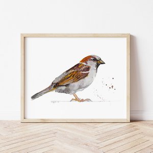 Haussperling Vogel Druck A4 und A3