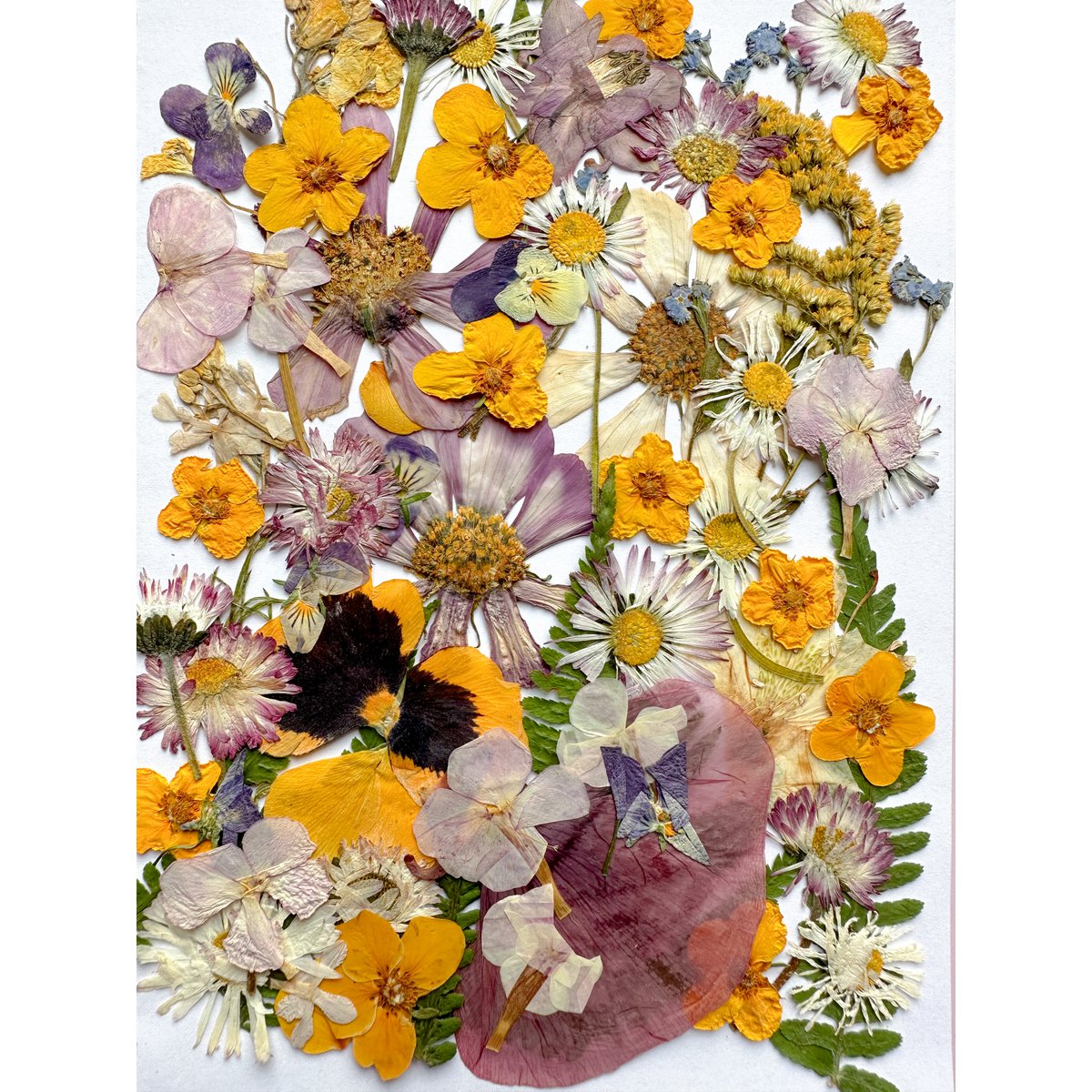 Geperste Bloemen Set 35-40 stuks Gedroogde Bloemen Voor Ambacht