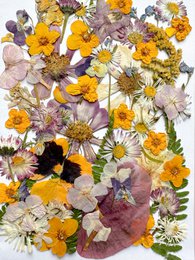 Geperste Bloemen Set 35-40 stuks Gedroogde Bloemen Voor Ambacht