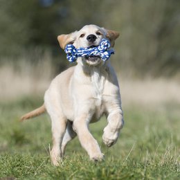 Bonnie Bone - kultlegetøj til hunde