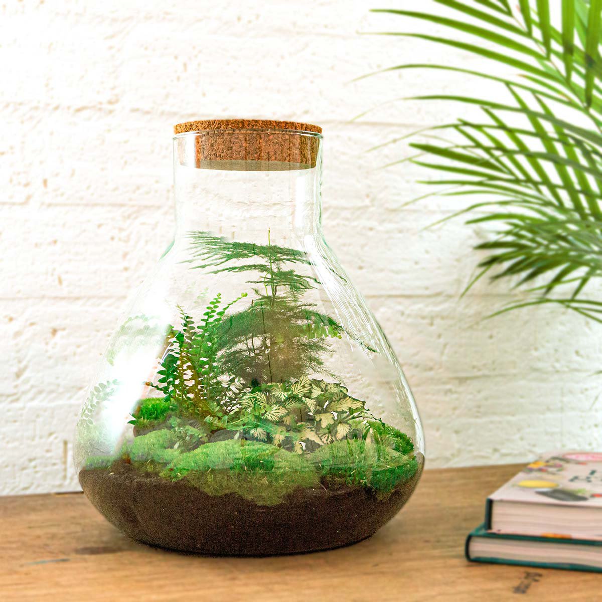Kit DIY Terrarium - Sam XL - Jardin de Bouteilles - ↑ 35 cm