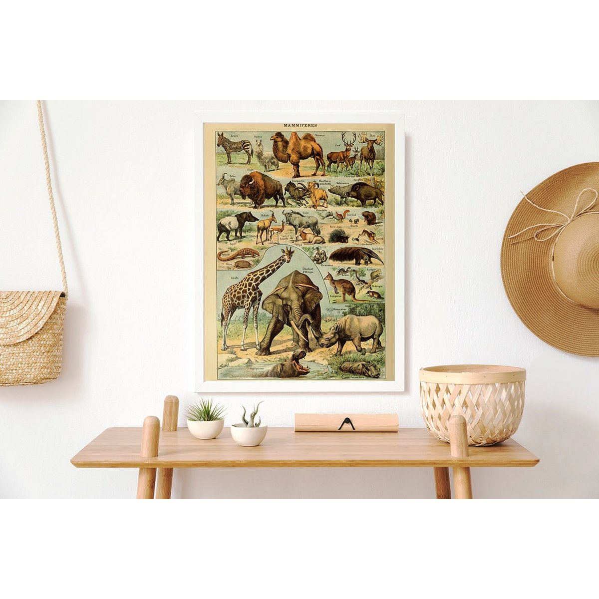 Poster Vintage Mammals - Millot