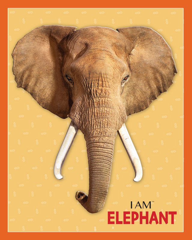 I Am Preschool - Olifant