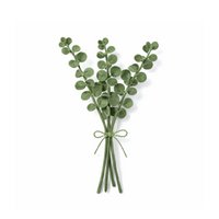 Branch Eucalyptus