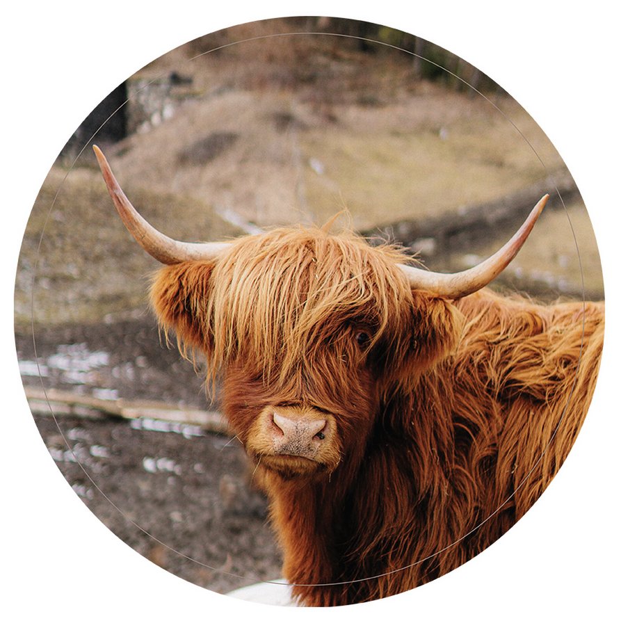 Wall circle highlander brown