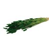 Lagurus green - 60 cm - Dried flowers - Hare tail