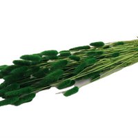 Lagurus grün - 60 cm - Trockenblumen - Hasenschwanz