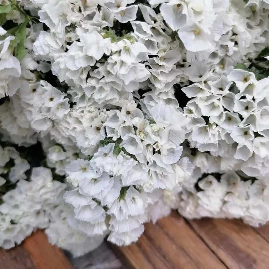 Blumenstrauß aus getrockneten Statice-Blüten