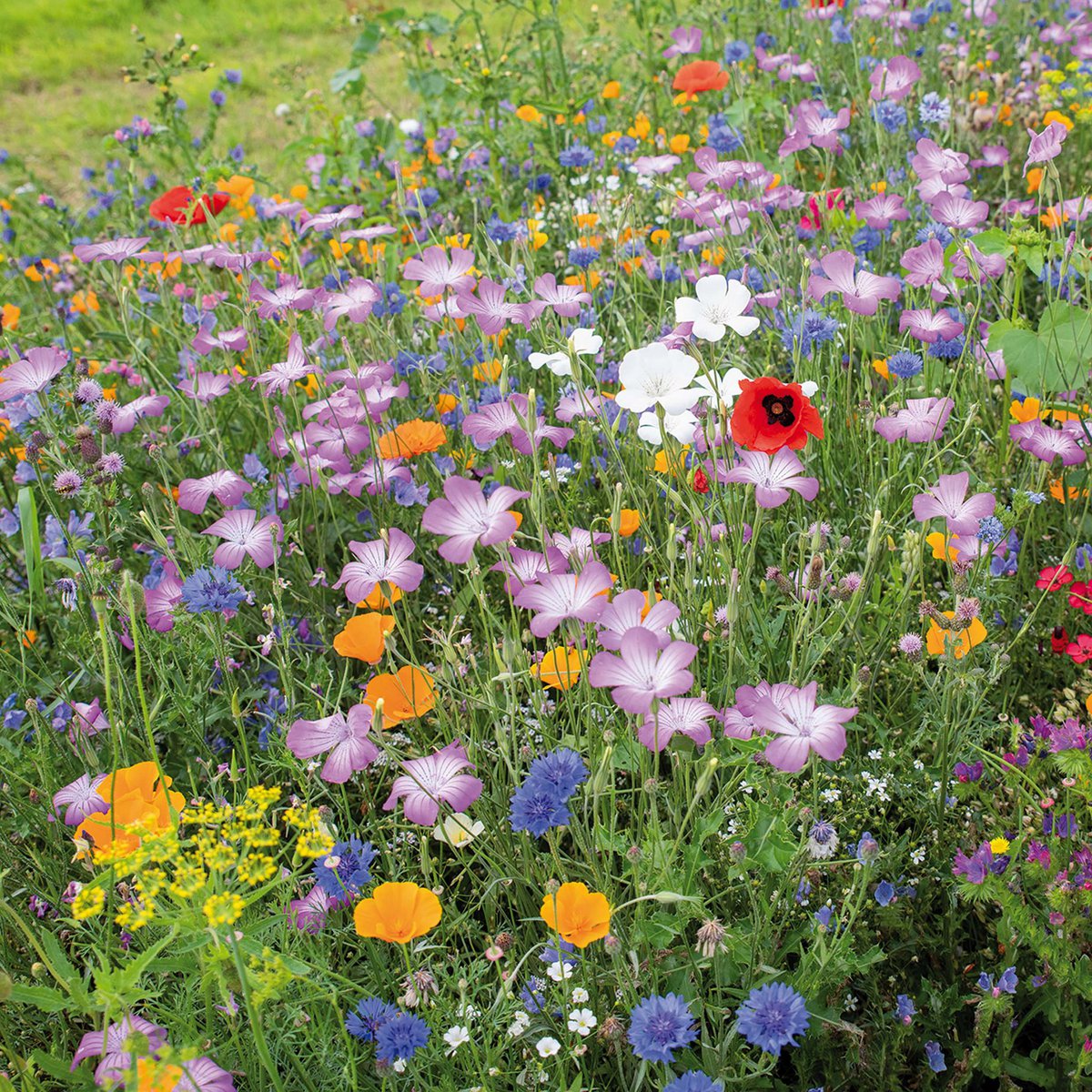 Bloemenzaden 'Vrolijkheid zaaien'