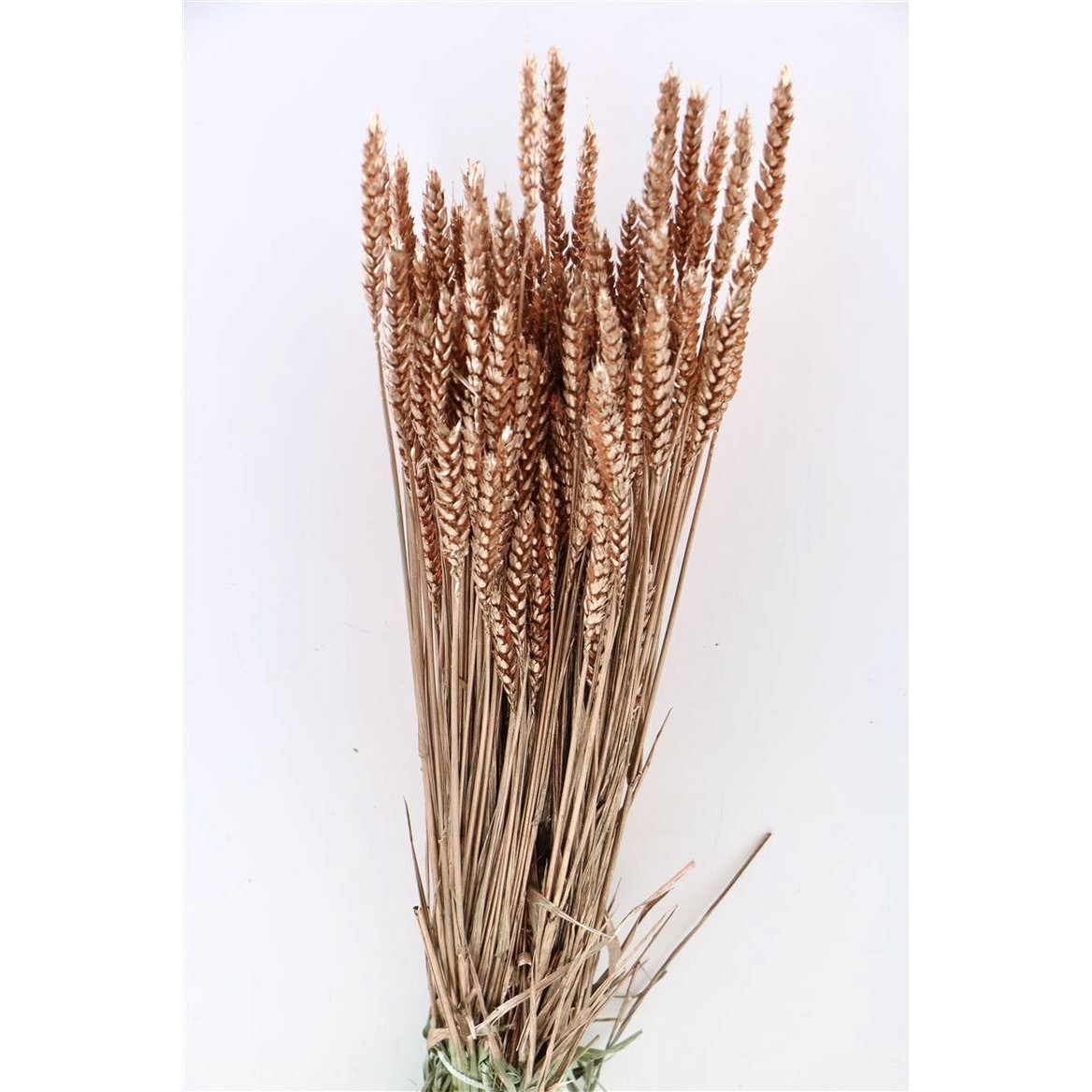 Triticum Koper