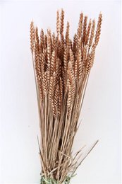 Triticum Koper